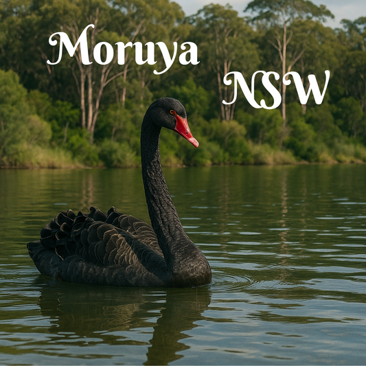 Moruya NSW Black Swan – Australian Souvenir Fridge Magnet